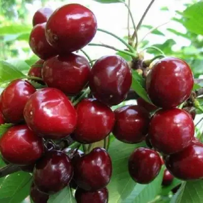 Черешня ГРОНКАВАЯ в Молодечно