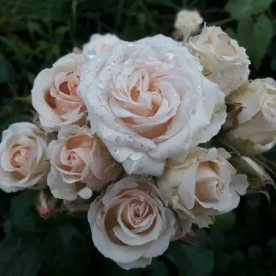 Роза ЯНА спрей в Молодечно