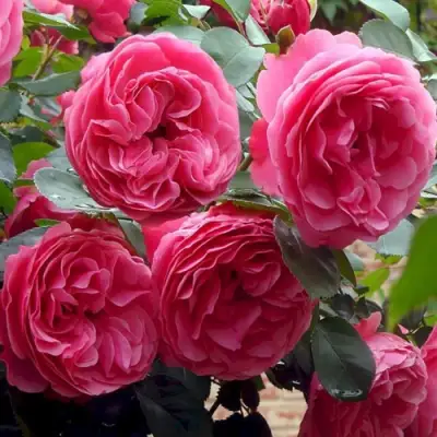 Роза ЛЕОНАРДО ДА ВИНЧИ флорибунда в Молодечно