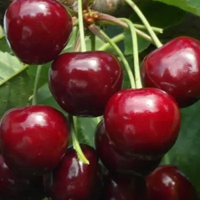 Черешня ГРОНКАВАЯ в Молодечно