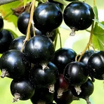 Смородина чёрная СОКРОВИЩЕ в Молодечно