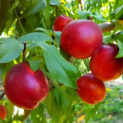 Нектарин НЕКТАРЕД-4 в Молодечно