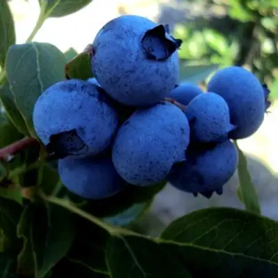 Голубика ДЖЕРСИ в Молодечно