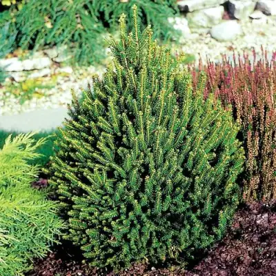 Ель КОМПАКТА обыкновенная в Молодечно