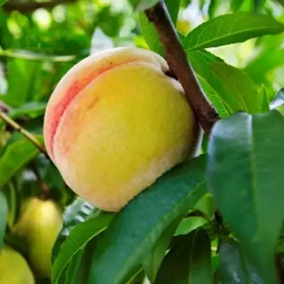Персик ДОНЕЦКИЙ ЖЕЛТЫЙ в Молодечно