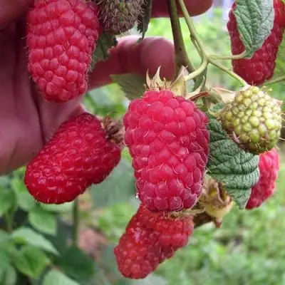 Малина МАРОСЕЙКА в Молодечно