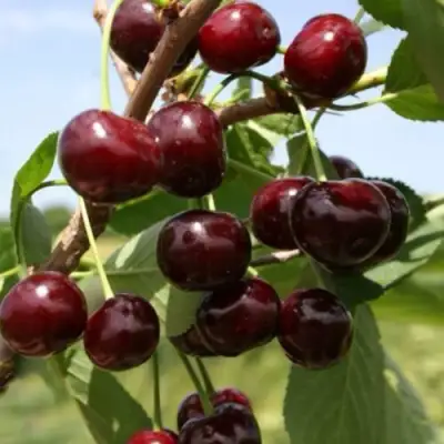 Вишня ГРИОТ БЕЛОРУССКИЙ в Молодечно