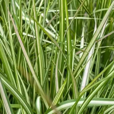 Вейник АВАЛАНШ остроцветковый в Молодечно