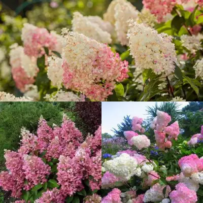 Комплект ЯГОДНОЕ МОРОЖЕНОЕ в Молодечно