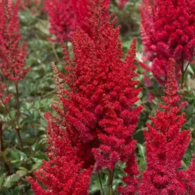 Астильба СКАЙСКРЕЙПЕР китайская в Молодечно