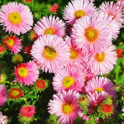 Астра РУДЕЛЬСБУРГ новоанглийская в Молодечно