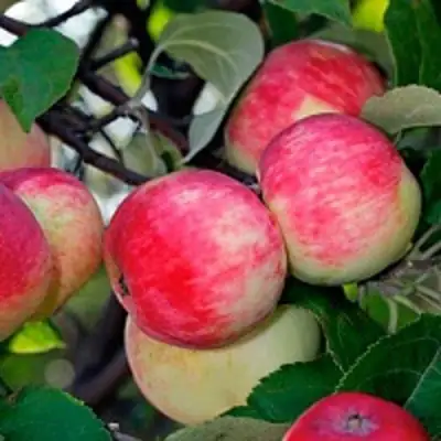 Яблоня СЕРЕБРЯНОЕ КОПЫТЦЕ в Молодечно