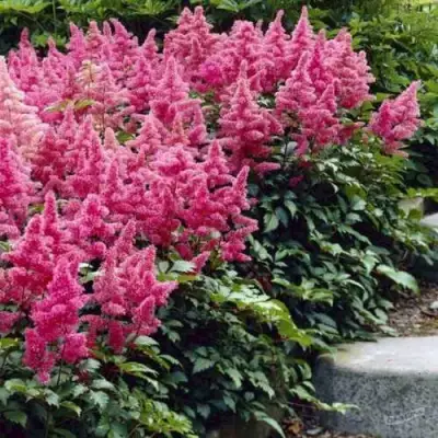 Астильба БОНН японская в Молодечно