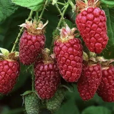 Малина РУБИНОВОЕ ОЖЕРЕЛЬЕ в Молодечно