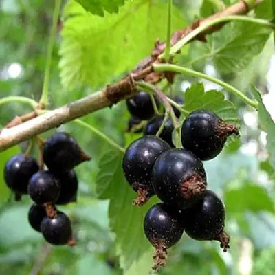 Смородина чёрная БИНАР в Молодечно