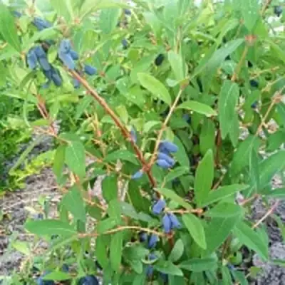 Жимолость съедобная АМФОРА в Молодечно