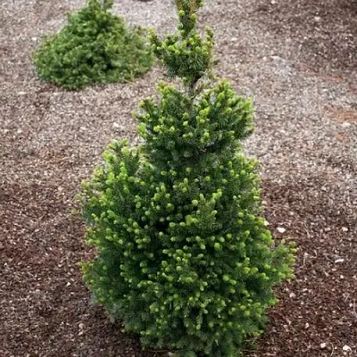 Ель ВИЛС ЦВЕРГ обыкновенная в Молодечно