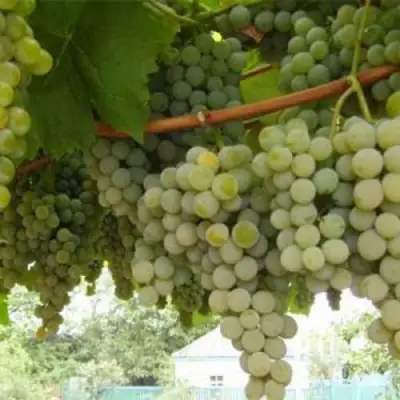 Виноград АНАНАСНЫЙ РАННИЙ в Молодечно