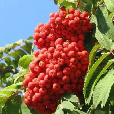 Рябина НЕВЕЖИНСКАЯ сладкоплодная в Молодечно