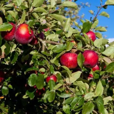 Яблоня СЯБРЫНА в Молодечно