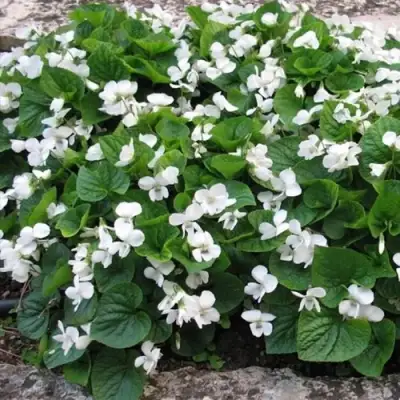 Фиалка АЛЬБИФЛОРА сестринская в Молодечно