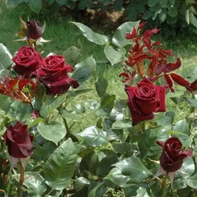 Роза БЛЭК БАККАРА чайно-гибридная в Молодечно