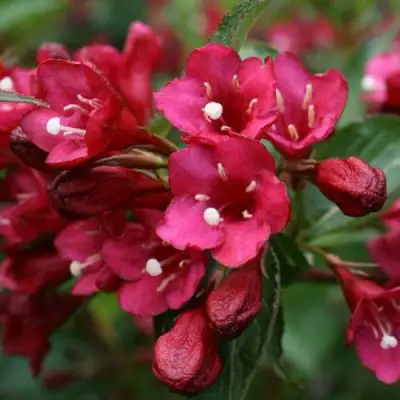 Вейгела ЕВА РАТКЕ в Молодечно