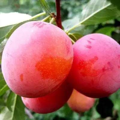 Слива КОМЕТА в Молодечно