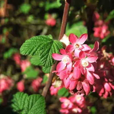 Смородина кроваво-красная ПУЛБОРО СКАРЛЕТ  в Молодечно