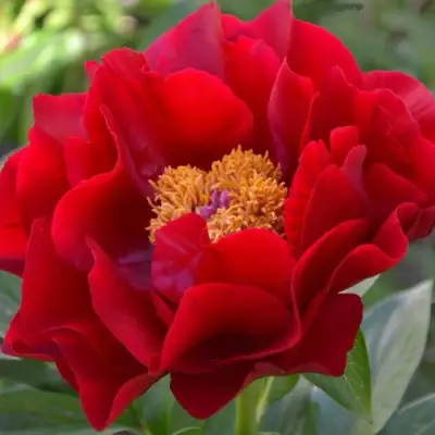 Пион МАКИНАК ГРАНД травянистый в Молодечно