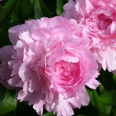 Пион ЛЕТЯЩИЙ ЖУРАВЛЬ травянистый в Молодечно