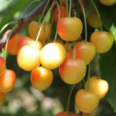 Черешня ЯНТАРНАЯ в Молодечно