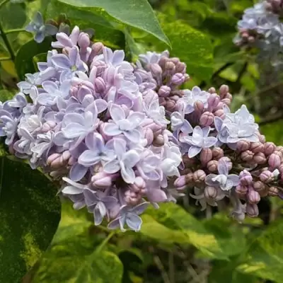 Сирень АУКУБАФОЛИЯ в Молодечно