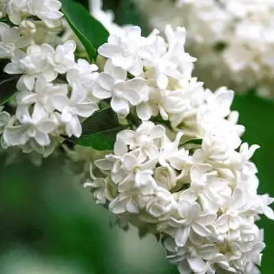 Сирень МАДАМ ЛЕМУАН в Молодечно