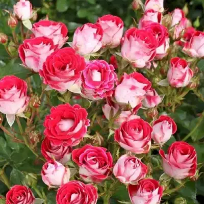 Роза ШОНЕ КОБЛЕНЦЕРИН флорибунда в Молодечно