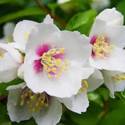 Жасмин БЕЛЬ ЭТУАЛЬ в Молодечно