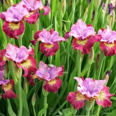 Ирис МИСС ЭППЛ сибирский в Молодечно