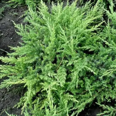 Можжевельник ШЛЯГЕР прибрежный в Молодечно