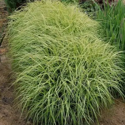 Осока ВАРИЕГАТА пальмолистная в Молодечно