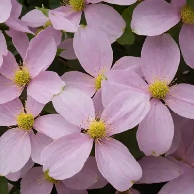 Клематис ГОРНЫЙ в Молодечно