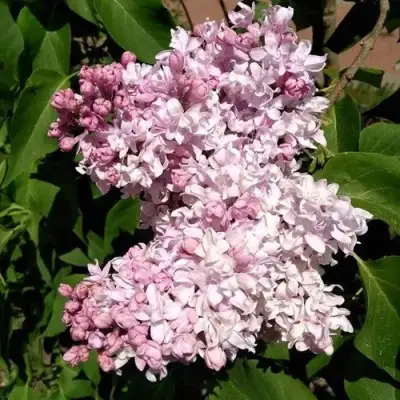 Сирень МИЛОСЕРДИЕ в Молодечно