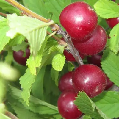 Вишня персиковая АФЛОЦЕРАЗУС в Молодечно