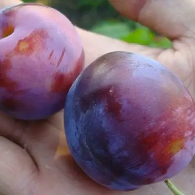 Слива РЕНКЛОД в Молодечно