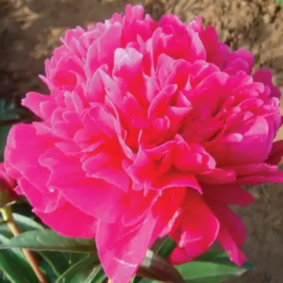 Пион РУБИНОВЫЙ СВЕТ травянистый в Молодечно