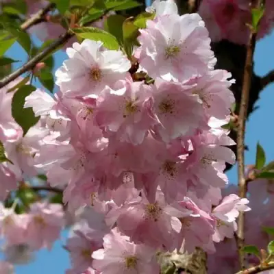 Вишня АККОЛЕЙД цветущая в Молодечно