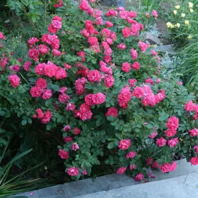 Роза ДЖОРДЖ ВАНКУВЕР флорибунда в Молодечно