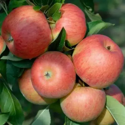 Яблоня ТОПАЗ в Молодечно