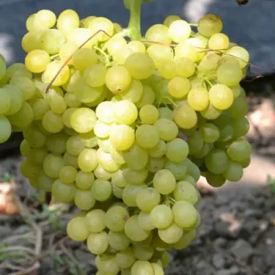 Виноград КИШМИШ МУСКАТНЫЙ в Молодечно