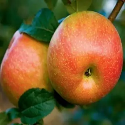 Яблоня ПЕРСИКОВАЯ в Молодечно