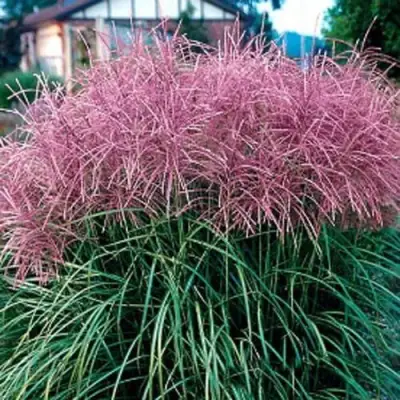 Мискантус МАЛЕПАРТУС китайский  в Молодечно